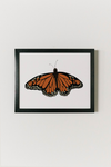 Monarch Butterfly Art