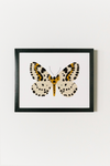 Yellow Butterfly Art