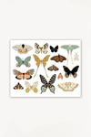 Butterfly Collector Art