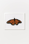 Monarch Butterfly Art