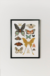 Butterfly Collector Art
