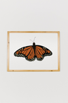 Monarch Butterfly Art
