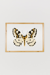 Yellow Butterfly Art