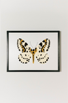 Yellow Butterfly Art
