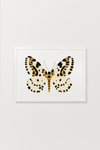 Yellow Butterfly Art