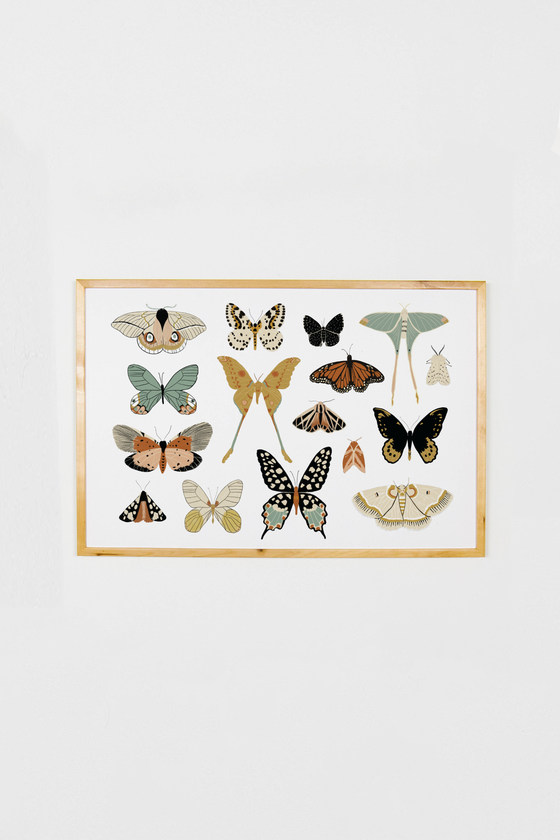 Butterfly Collector Art
