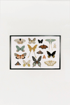 Butterfly Collector Art