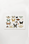 Butterfly Collector Art