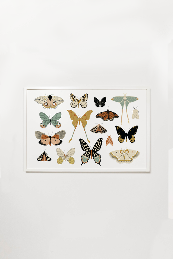 Butterfly Collector Art