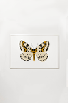 Yellow Butterfly Art